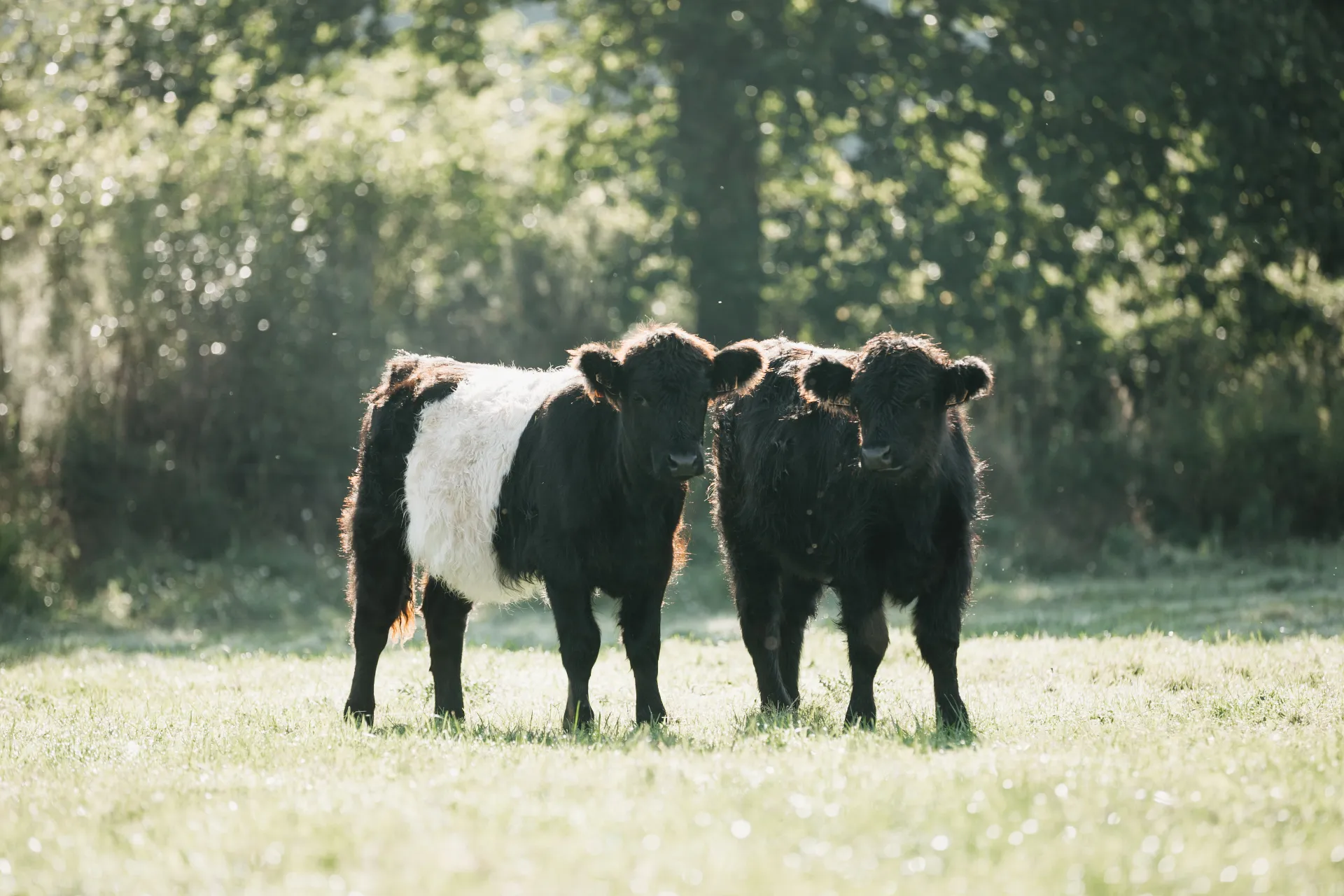 Elevage de boeuf de wagyu en Ille-et-Vilaine.